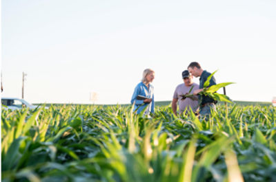 Corn scouting