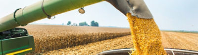 Corn seed into hopper