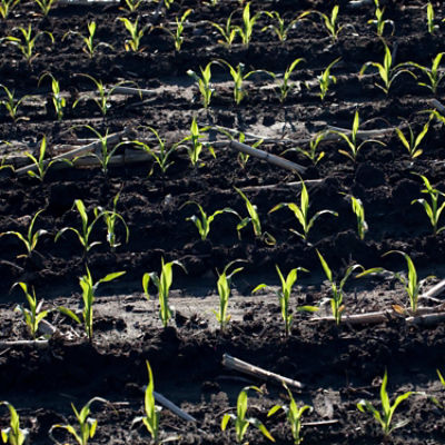 Search corn agronomy articles