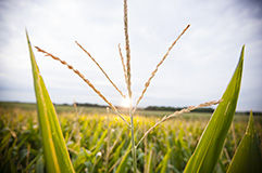 Strong Agronomics and Integrated Technology Packages.