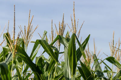 corn tassles