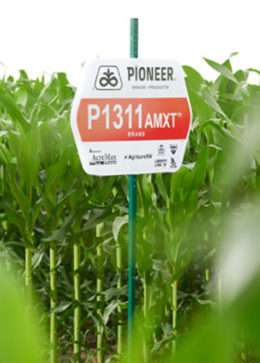 Corn, Pioneer field sign