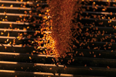 Corn kernels falling