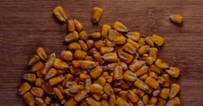 IMG-corn_image-Brevant-NA_US-V1.jpg