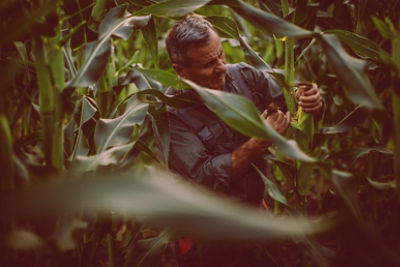 Farmer inspecting corn in field