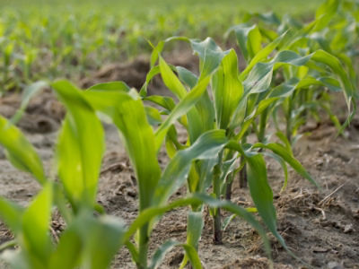 Dairyland Seed Corn Products