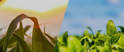 IMG-corn_soybeans_split_2-Brevant-NA_US-V1.jpg