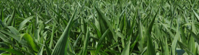2022 Pro Farmer Crop Tour - Day 1