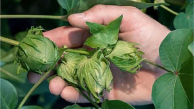 3 cotton balls in a hand