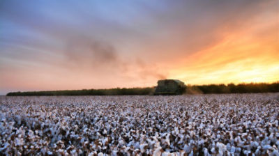 Cotton harvest at sunset