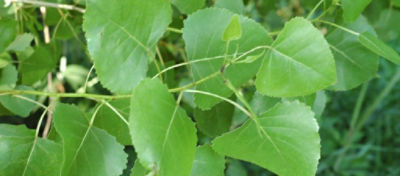 Cottonwood branch