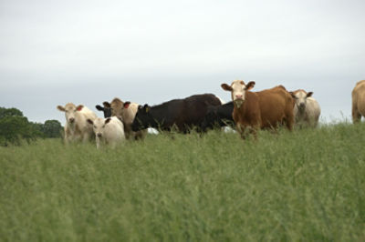 Cows grazing hillside
