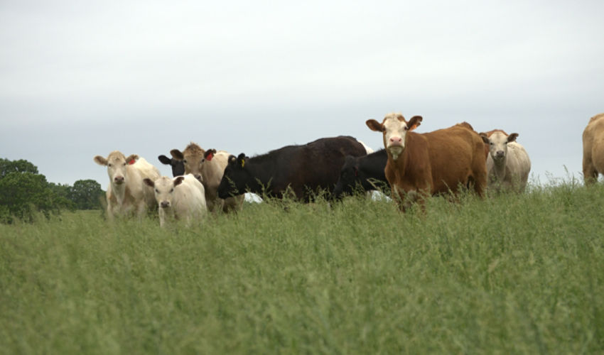 Cows grazing hillside