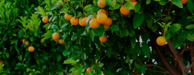 IMG-cq5dam_web_1280_1280-Corteva-LA_BR-V1