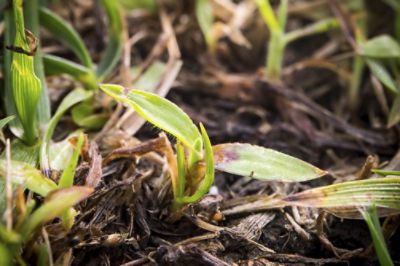 Image of Crabgrass in ground