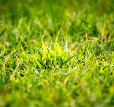 Crabgrass weed