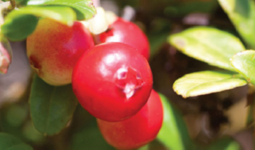 cranberries