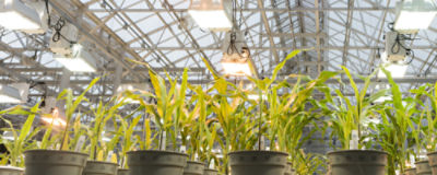 indoor plants facility