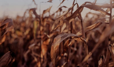 Corn stalk ready for harvest