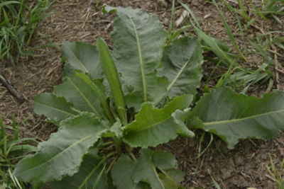 Curly dock leaves top view