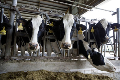 Forage for Dairy Diets