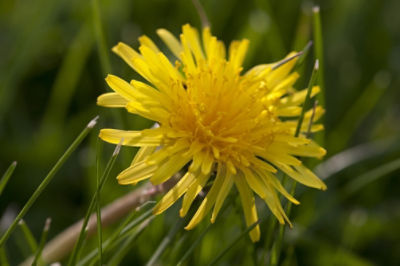 image of dandelion in grass