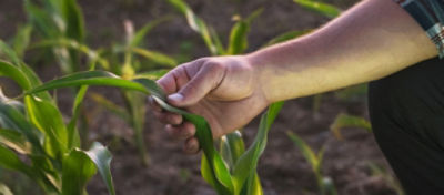Homem analisando folha de milho na lavoura