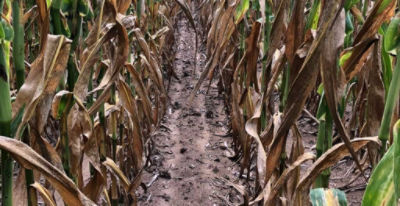 Corn leaves under drought stress.