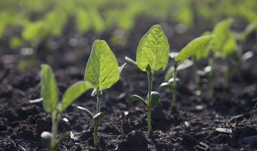 Early soybean