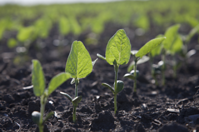 Early soybean