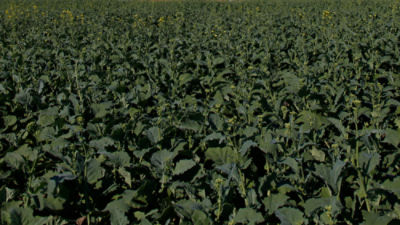 canola field early maturity