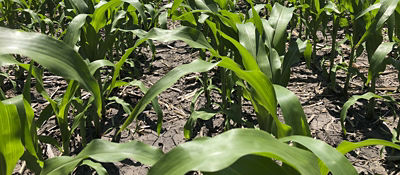 Early corn top view
