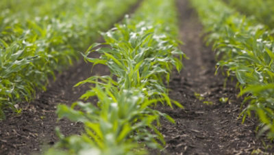 Early corn field