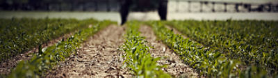 Early corn field