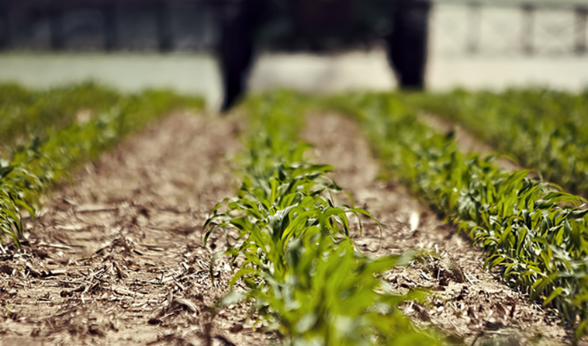 Early corn field