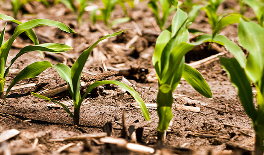 Healthy early corn