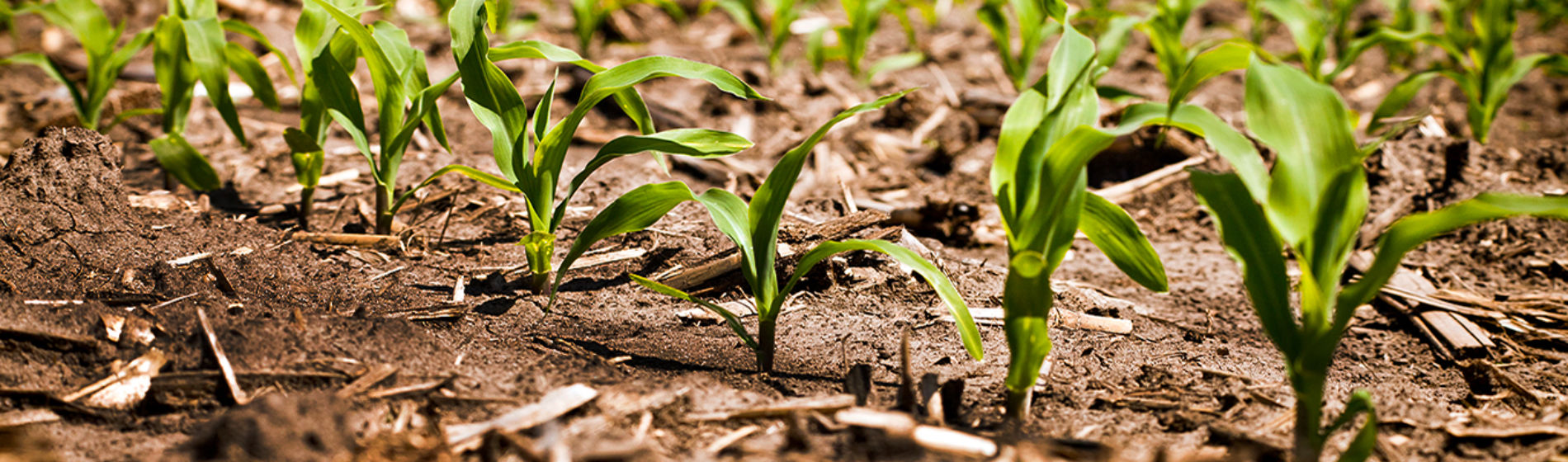 Healthy early corn