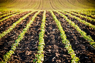 Early soybean field, clean rows