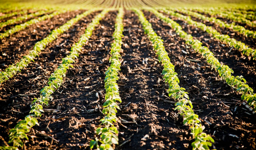 Early soybean field, clean rows