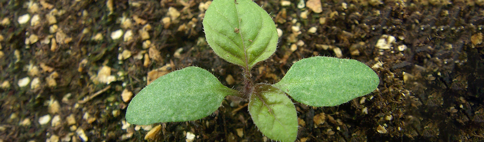 Eastern black nightshade