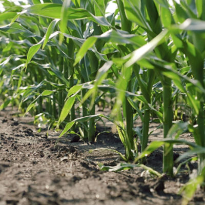 Image of edge of corn field