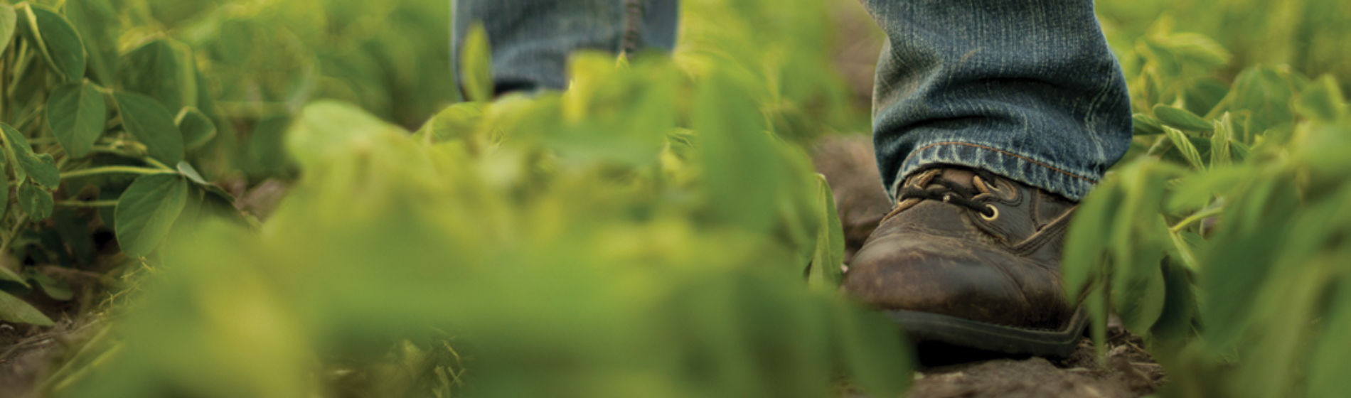 food in soybean field