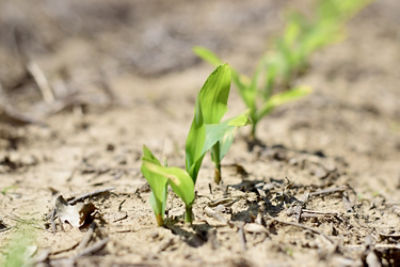 Emerging corn plants