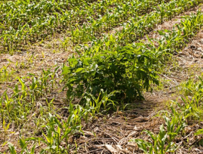 Emerging weed in corn field