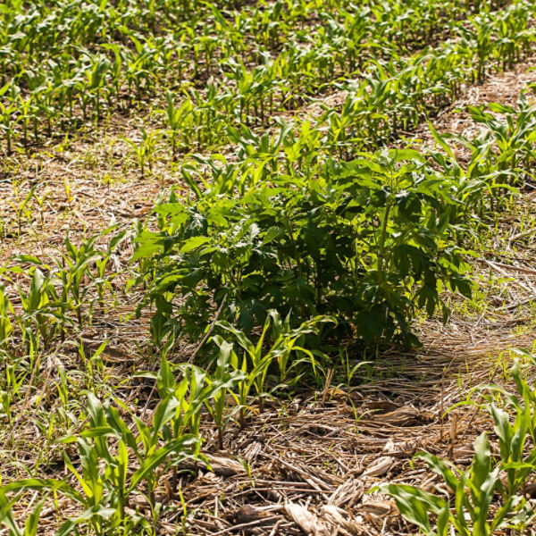 Emerging weed in corn field