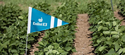 enlist e3 soybean flag in soybean field