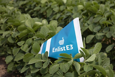 Enlist flag in field of soybeans