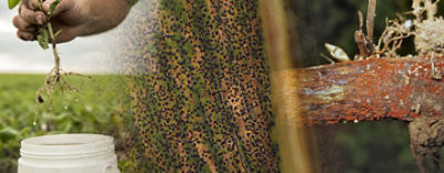 Get Alerted to Diseases Near Your Fields