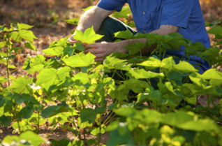 Examining Enlist cotton plants