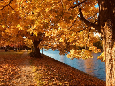 Fall season; Tree along river